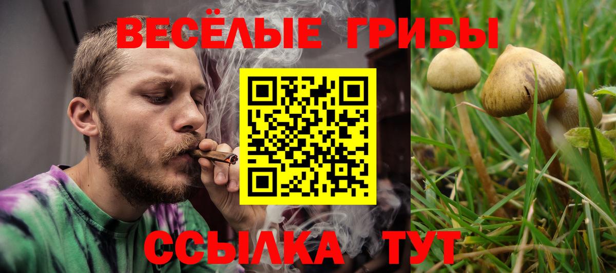 Псилоцибиновые грибы мицелий Борзя